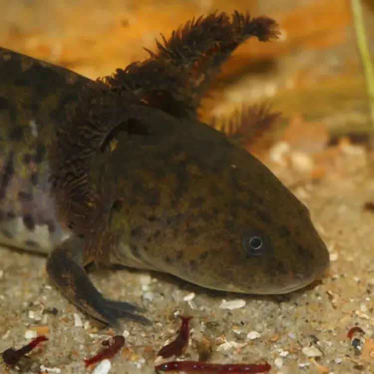 Se unen en México Indígenas y Científicos para salvar el achoque