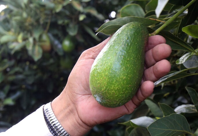 Secma certifica primera huerta de aguacate