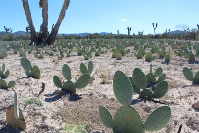 Secretaría de Agricultura impulsa el cultivo masivo de nopal forrajero en 402 localidades