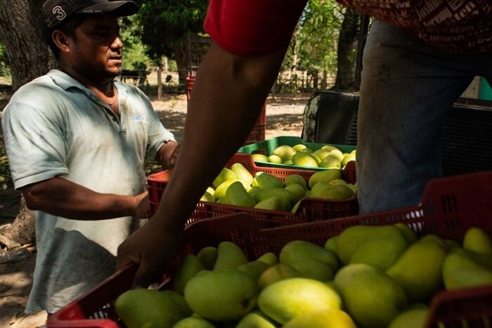 Secuestro de inspectores de EU en Michoacán también afecta al mango: Ken Salazar