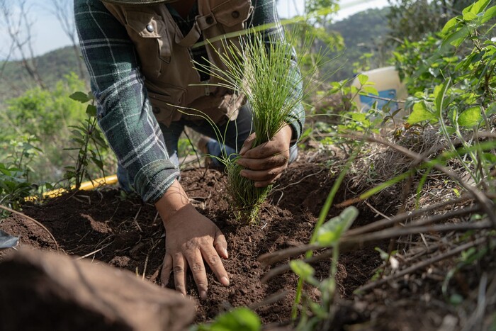 Secuestro de viveros pone en riesgo reforestación de 10 millones de árboles: Bedolla