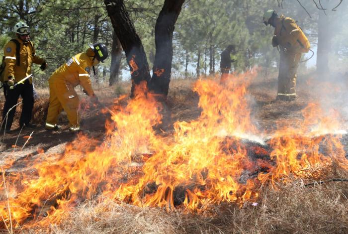 Segundos que salvan hectáreas, Guardián Forestal alerta a tiempo para control eficaz de incendios: Secma