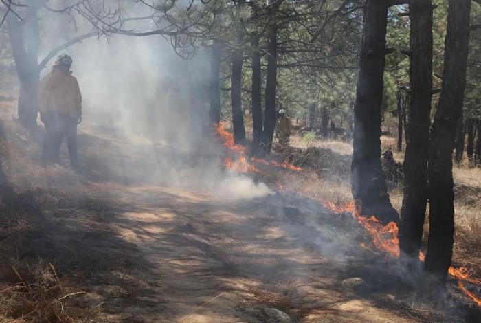 Segundos que salvan hectáreas, Guardián Forestal alerta a tiempo para control eficaz de incendios: Secma