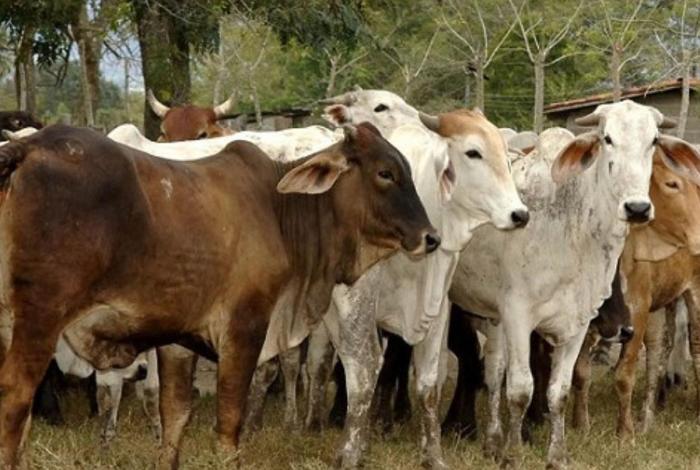 Sheinbaum confirma reanudación de exportaciones ganaderas a EU