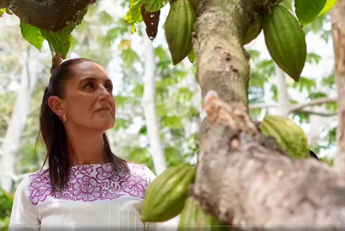 Sheinbaum propone aumentar las exportaciones de pequeños productores de cacao hacia Europa