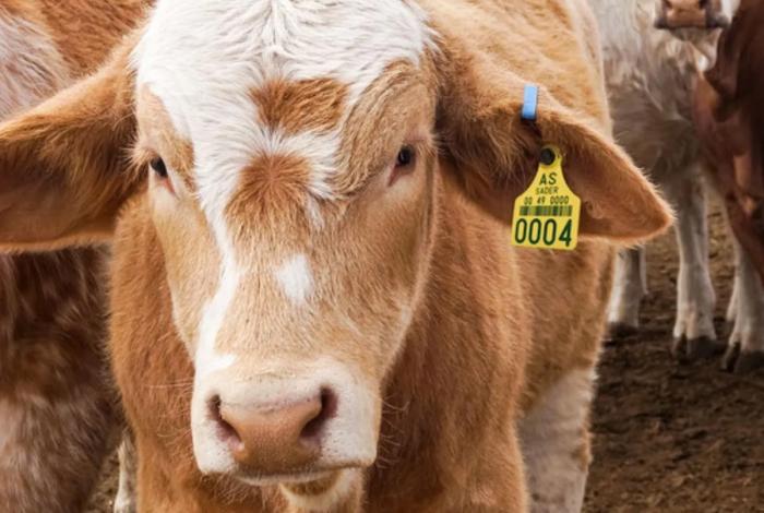 Sheinbaum y Rollins discuten reapertura de frontera ganadera