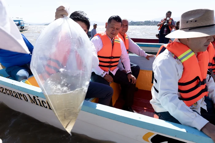 Siembra Gobierno de Michoacán 20 mil peces en el lago de Pátzcuaro