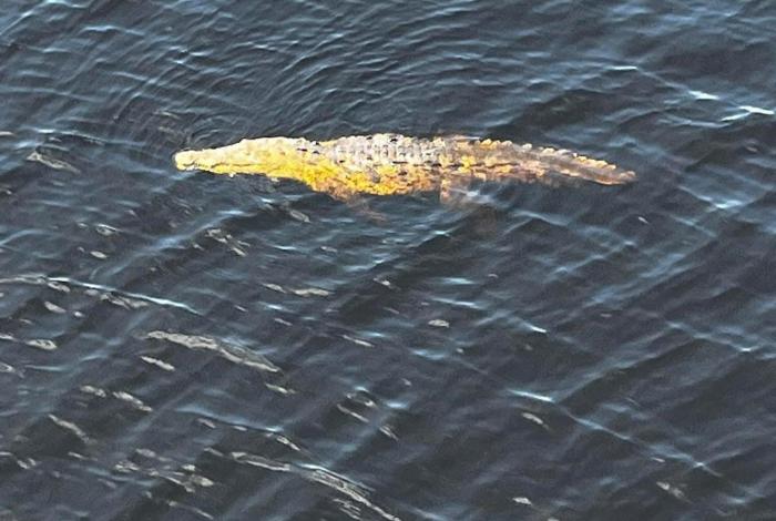 Siguen sin encontrar al menor que fue arrastrado por cocodrilos en estero de LC