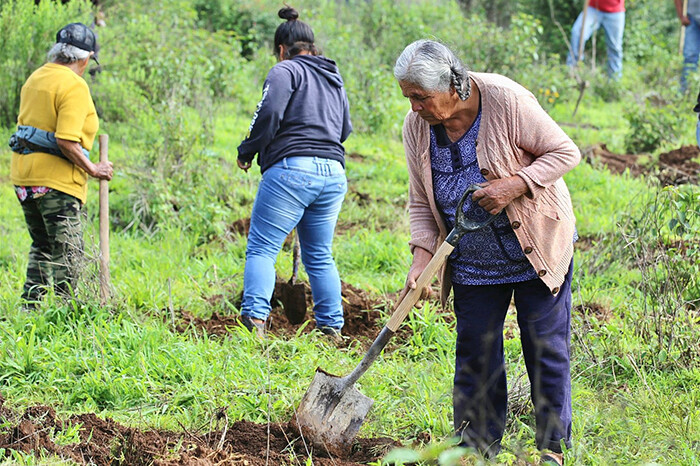 “Sin bosques no hay agua”: más de 16 millones de árboles plantados en 2024 en Michoacán