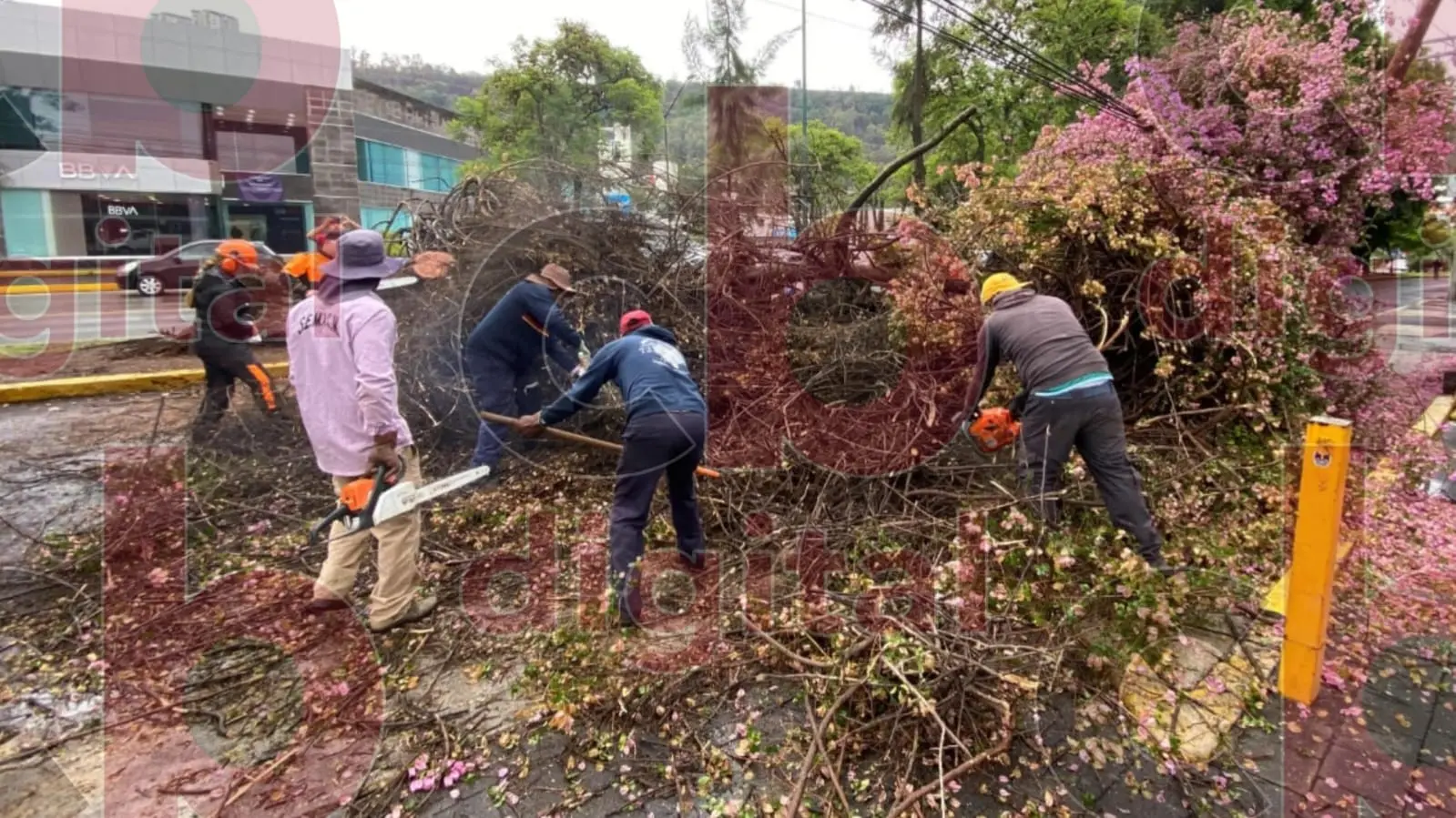 Sin trabajos previos a la temporada de lluvias, la caída de árboles sería mayor; afirma Servicios Públicos