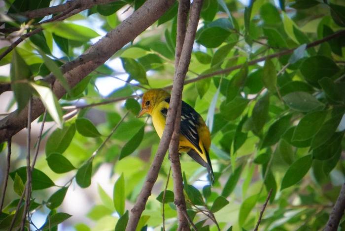 Sombrilla por la tarde y chamarra por la noche, este sábado en Michoacán