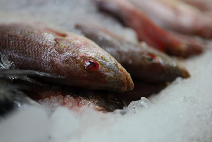 SSM emite recomendaciones para el manejo y descongelación segura de mariscos