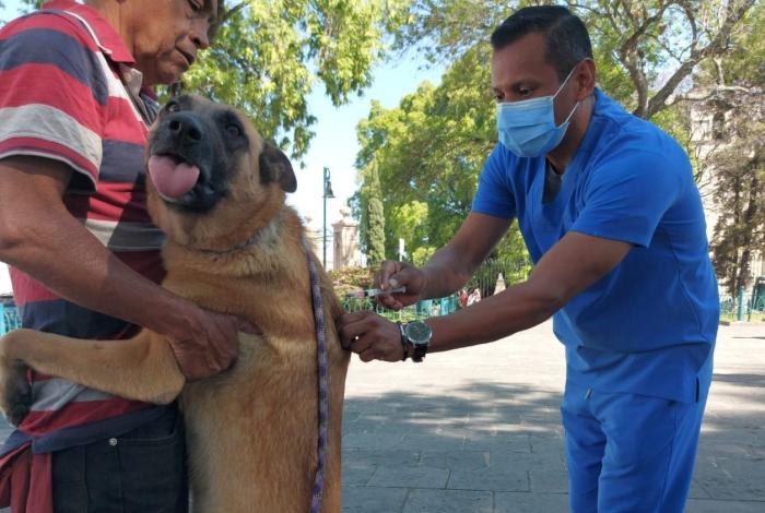 SSM exhorta a vacunar contra la rabia a los animales de compañía