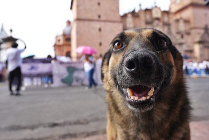 SSM llevará jornada gratuita de esterilización animal a la isla de Janitzio