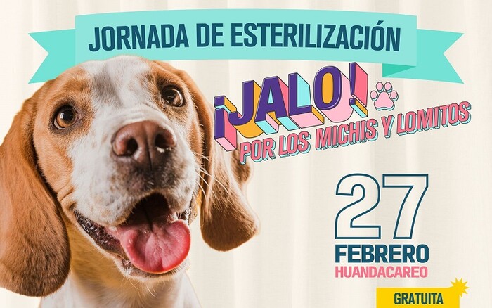 SSM realizará esterilizaciones caninas y felinas sin costo en estos municipios