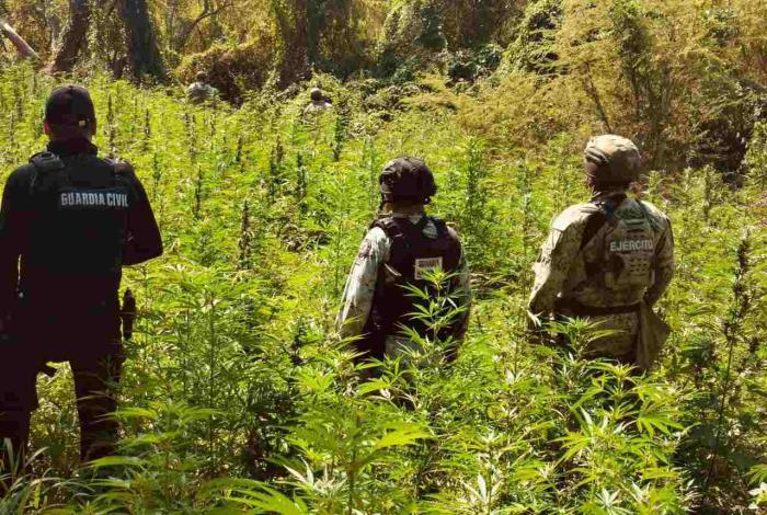 SSP, Defensa y GN destruyen plantío con más de 6 mil plantas de marihuana en Buenavista