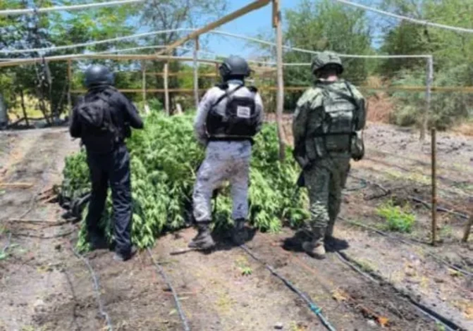 SSP detiene a hombre en plantío de mariguana y destruye campamento clandestino