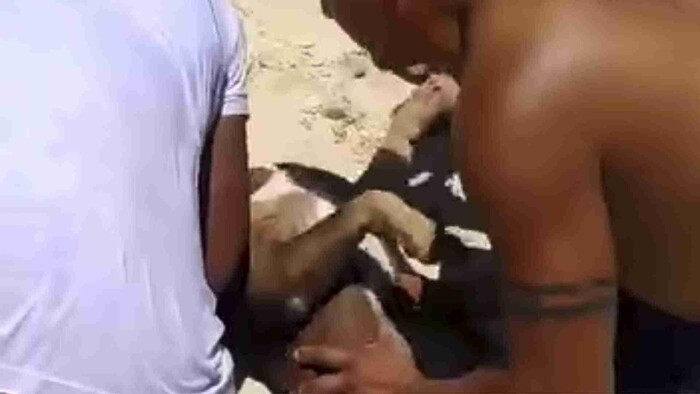 Sujeto ahoga a su perrito en Playa del Carmen