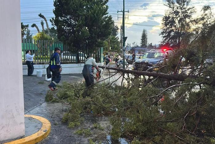 Suman 16 árboles caídos en Morelia por fuerteslluvias