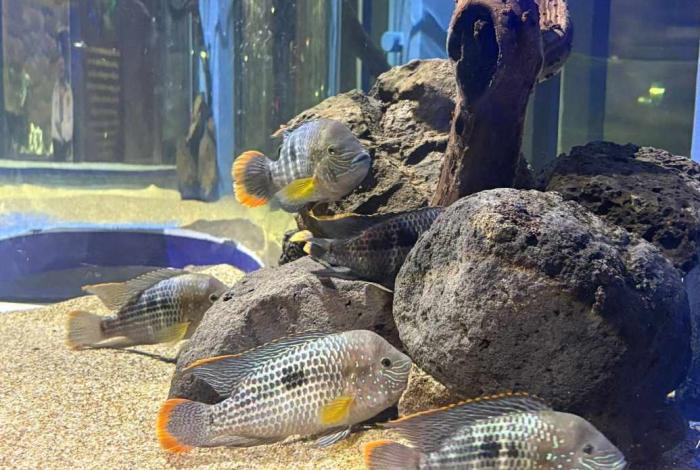 Sumérgete en la diversión con la espectacular pecera 360° del Zoológico de Morelia