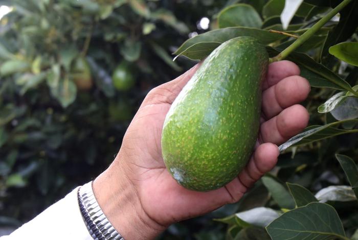 Suspensión temporal de exportación de aguacate a EU dejó afectaciones mínimas: Bedolla