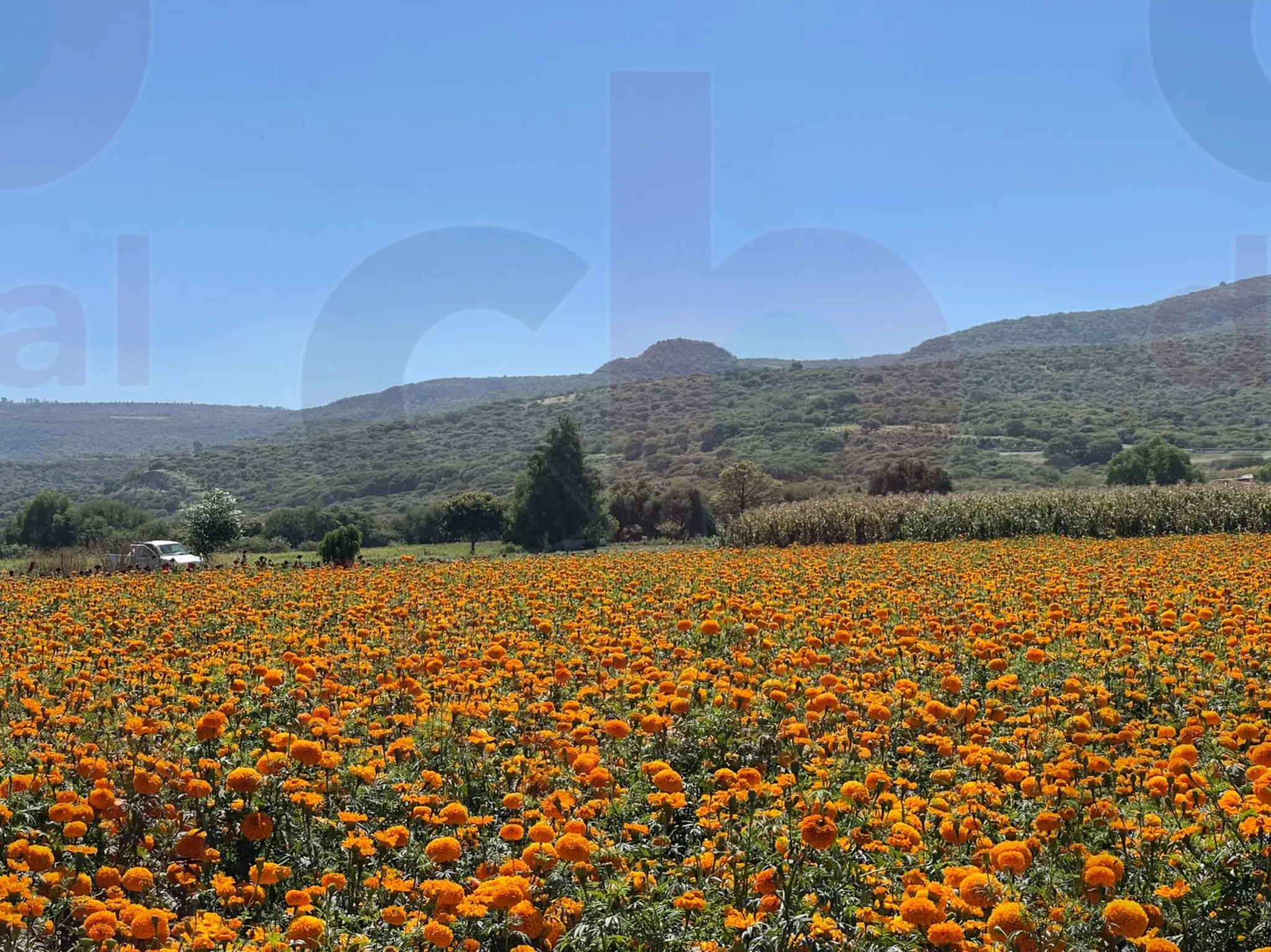 Michoacán