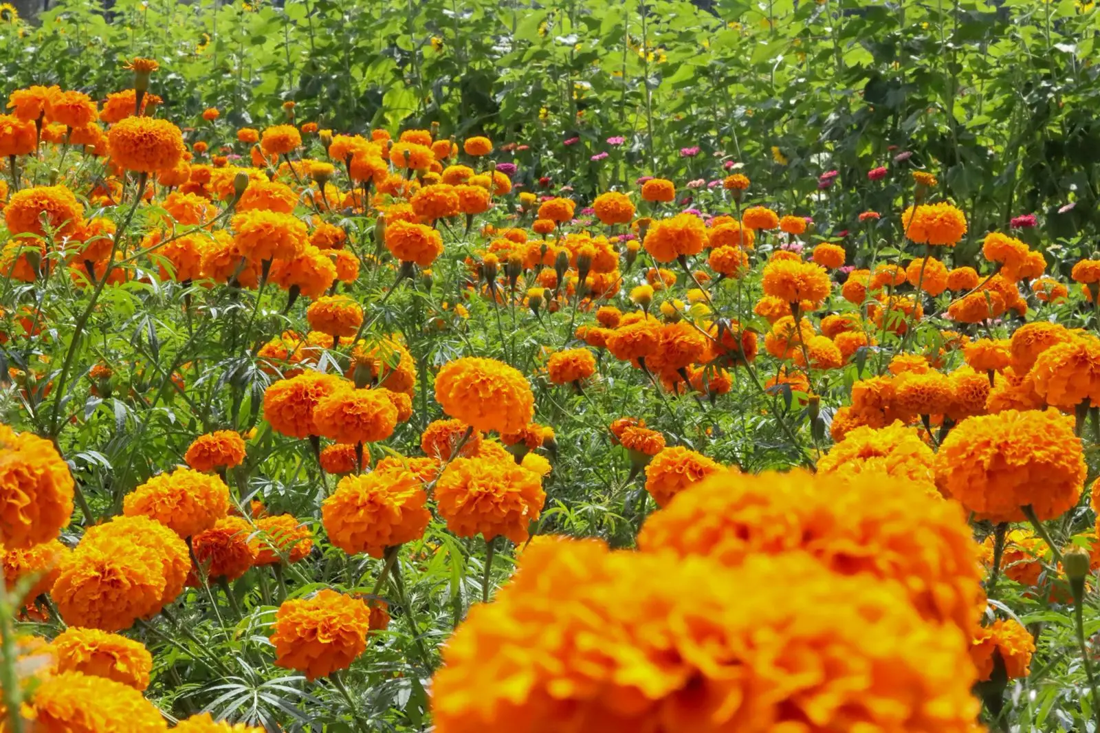 Tarímbaro se prepara para recibir a diez mil visitantes en la feria de la flor de cempasúchil