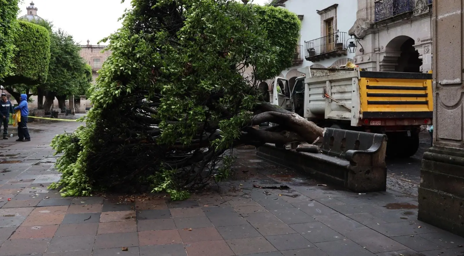 Temporada de lluvias ha provocado caída de 26 árboles en Morelia