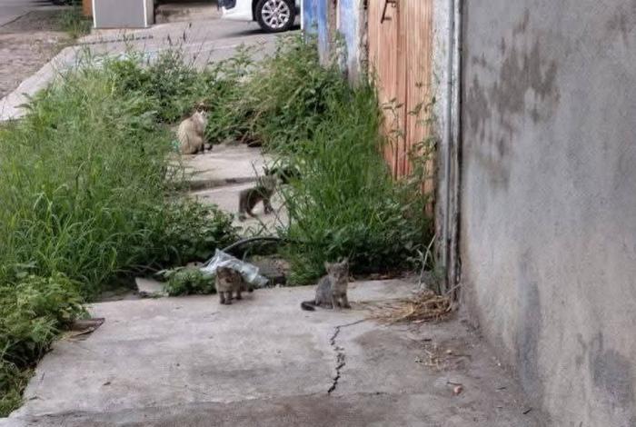 TNR, opción de manejo de colonias de gatos en situación de calle