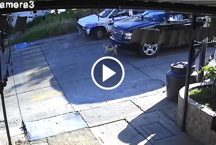 Todos con Tito: perrito atropellado por tomar el sol, en Morelia