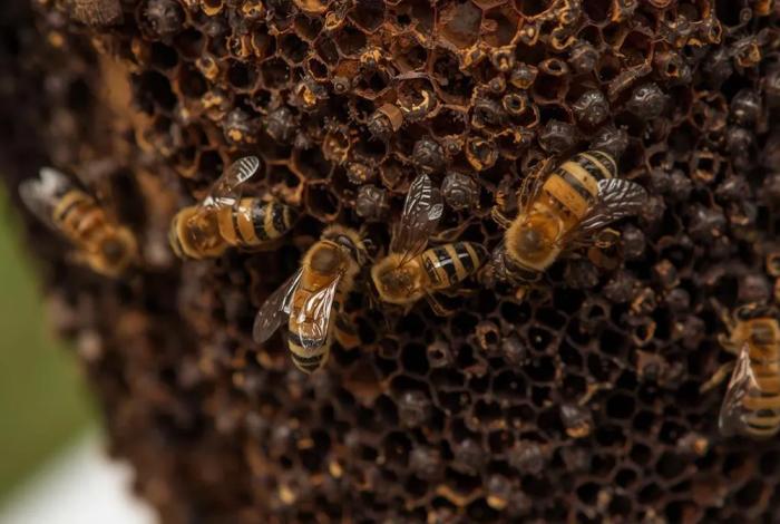 Trágico ataque de abejas en Santo Domingo Etla, Oaxaca