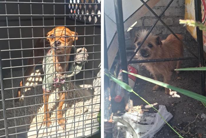 Tras denuncia por maltrato, rescatan a dos perros abandonados en una casa en Morelia