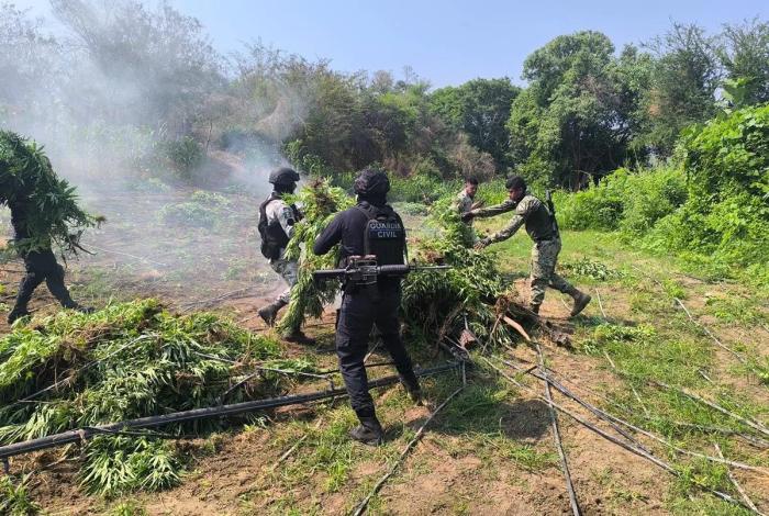 Tras operativo, SSP incinera en Parácuaro plantío con 9 mil plantas de marihuana