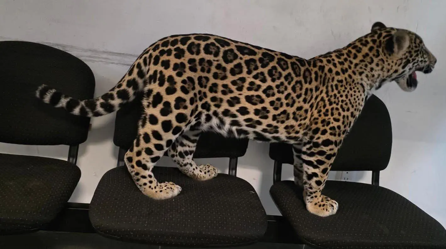 Un jaguar y un tigre de bengala fueron rescatados por la FGE