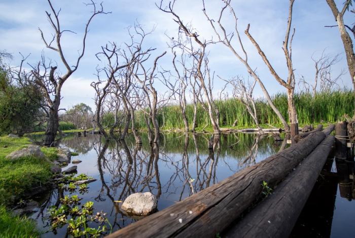 Un oasis en la ciudad, así sobrevive el humedal de la UNLA