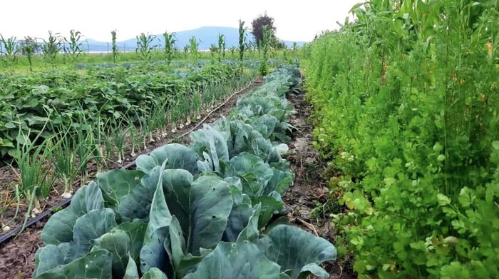 UNAM: Impulsan cultivo de hortalizas libres de agroquímicos en Michoacán