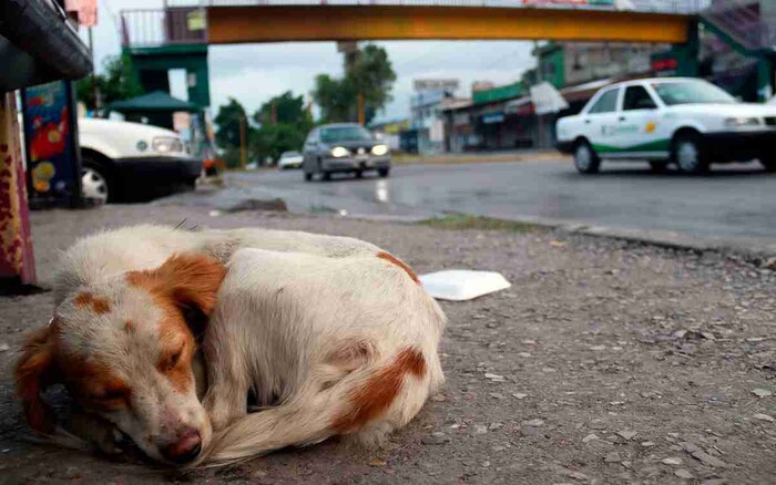 Uno de cada tres perros y gatos en México vive en situación de calle