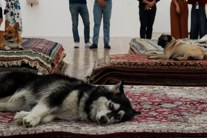 Usuarios critican perfomance del Museo Tamayo por utilizar a perros inmóviles como parte de la exposición