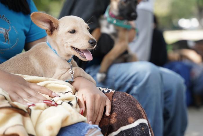 Va Morelia por puntos seguros para lomitos y michis maltratados