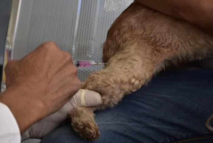 Vacunación antirrábica gratuita para perros y gatos en la Plaza del Carmen