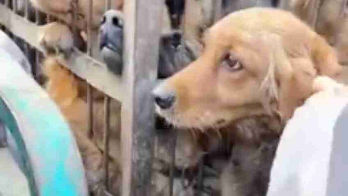 Venden a su perro como carne de consumo humano en China