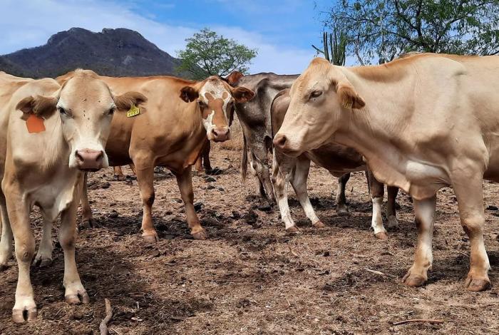 Veracruz controla brote de gusano barrenador en ganado