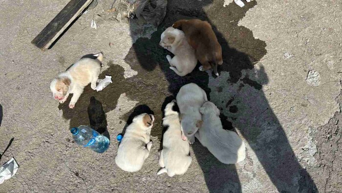 #Video: Abandonan a ocho cachorros a faldas de un puente vehicular