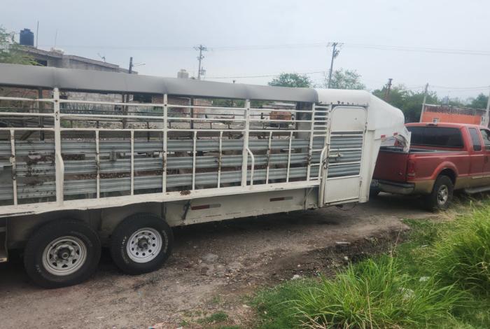 #VIDEO | Asegurados 21 venados de procedencia ilícita; hay 3 detenidos: SSP