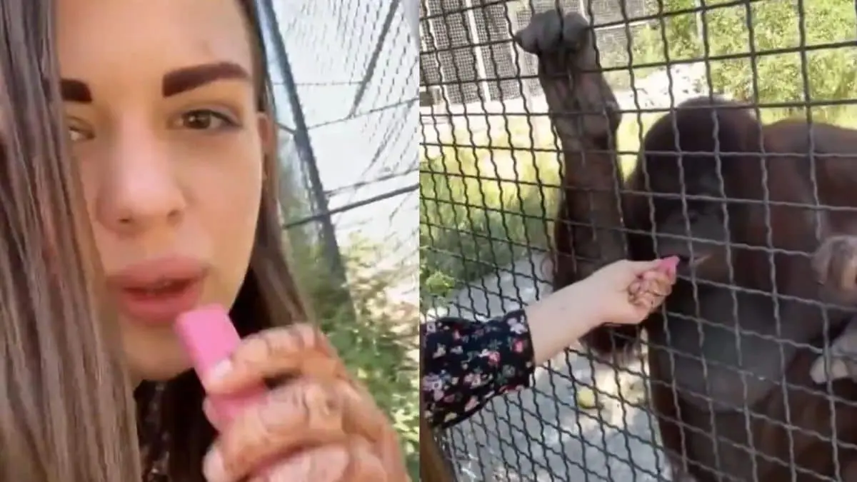 #Video: Boxeadora causa indignación en redes sociales al obligar a un orangután en peligro de extinción a fumar 