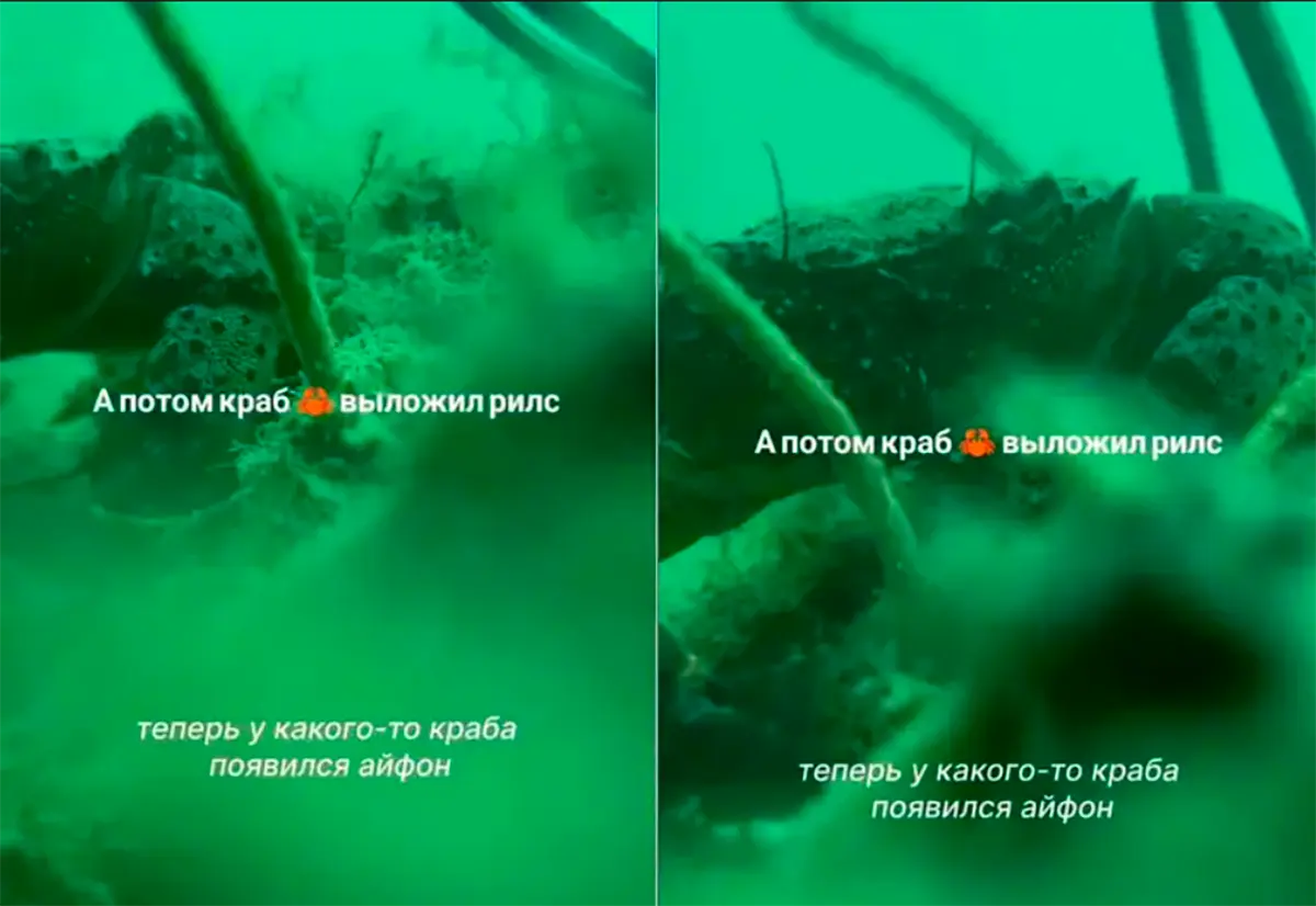 #Video: Cangrejo grabó el vlog submarino más viral del momento