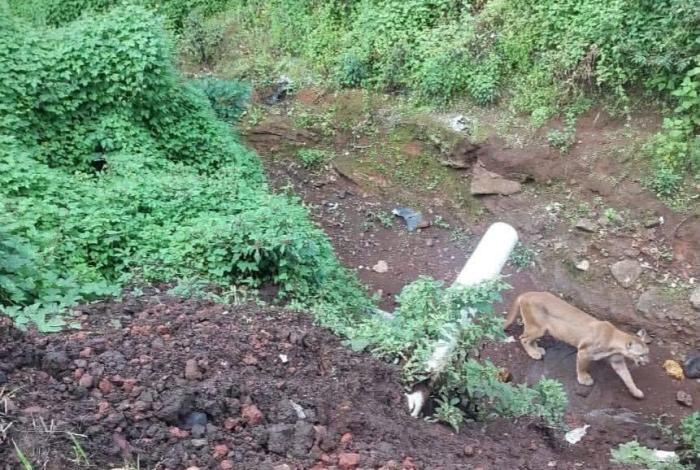#Video | Captan a puma con su cría deambulando entre huertas de aguacate en Tancítaro