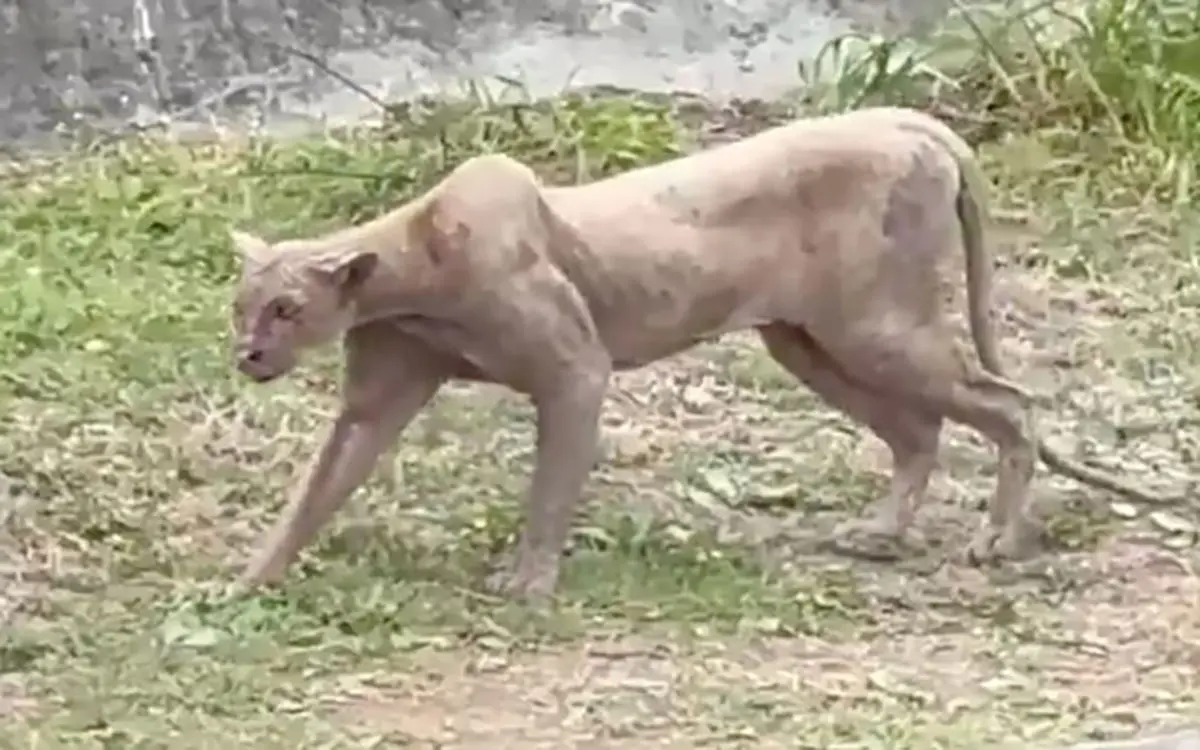 #Video: Captan a puma en las calles de Monterrey; termina cazando a un gato