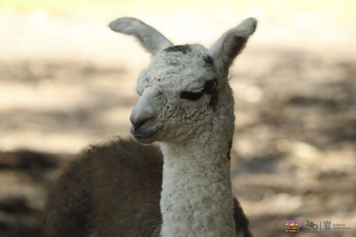 #Video | El nacimiento de una “llamita” emociona a visitantes del Zoológico