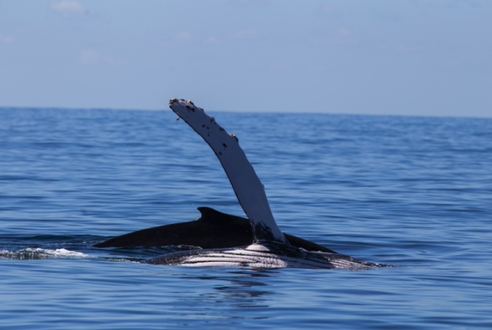 #Video | Embárcate en la aventura del avistamiento de ballenas en Ixtapa Zihuatanejo; ya llegó la temporada más esperada